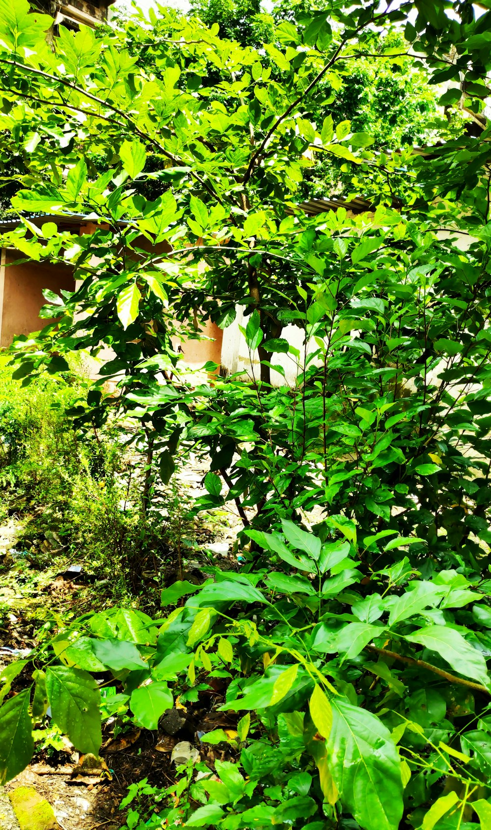 a bush with lots of green leaves next to a building