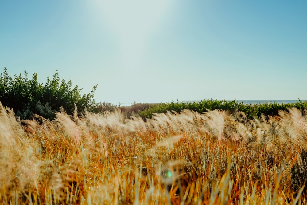 a field of tall grass with the sun in the background