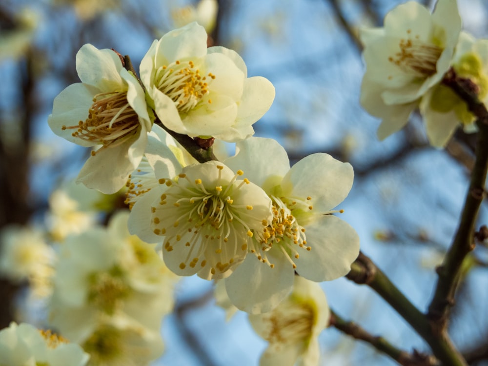 a close up of a tree with white flowers