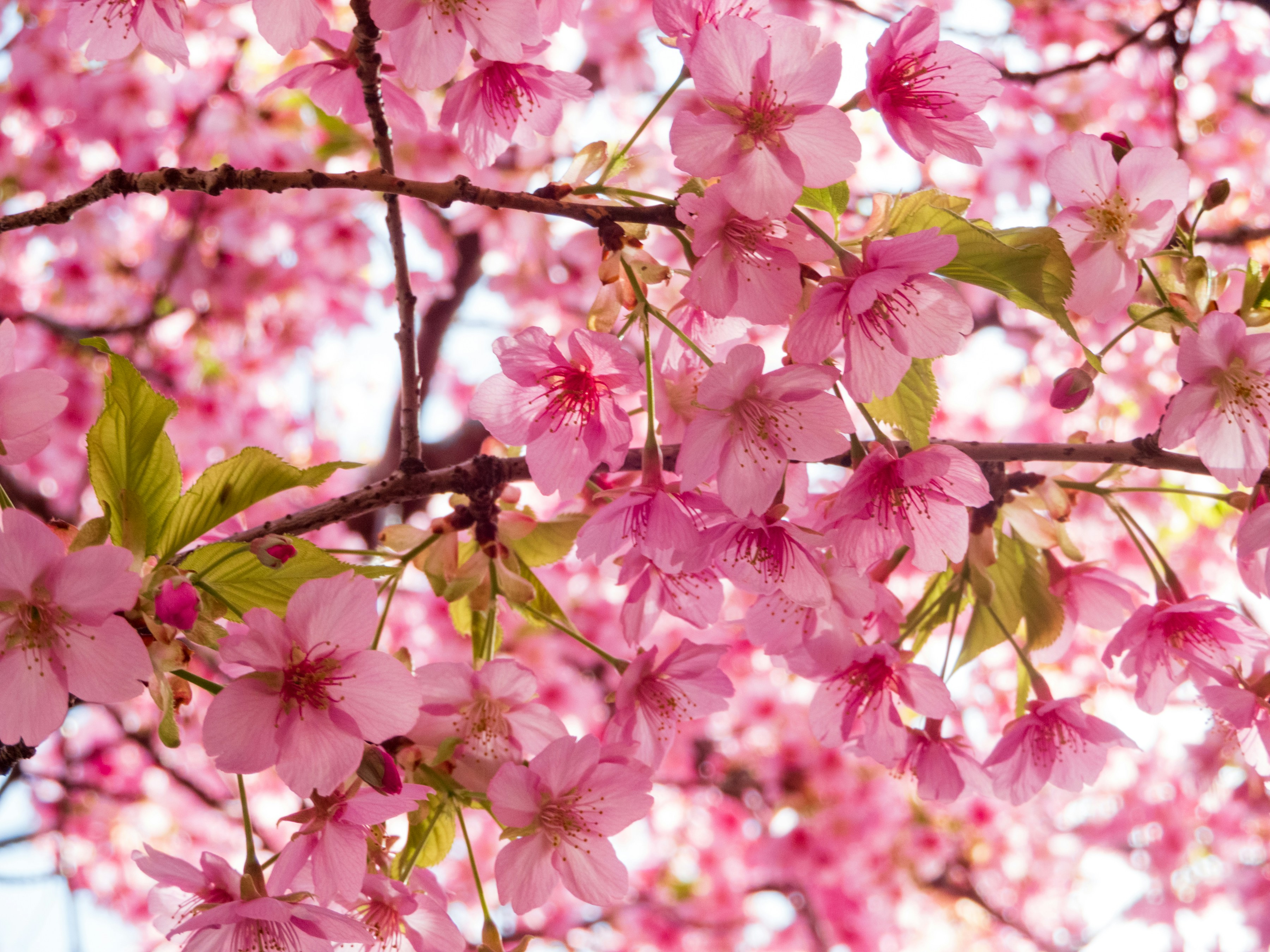 Photo by heppoko_yama