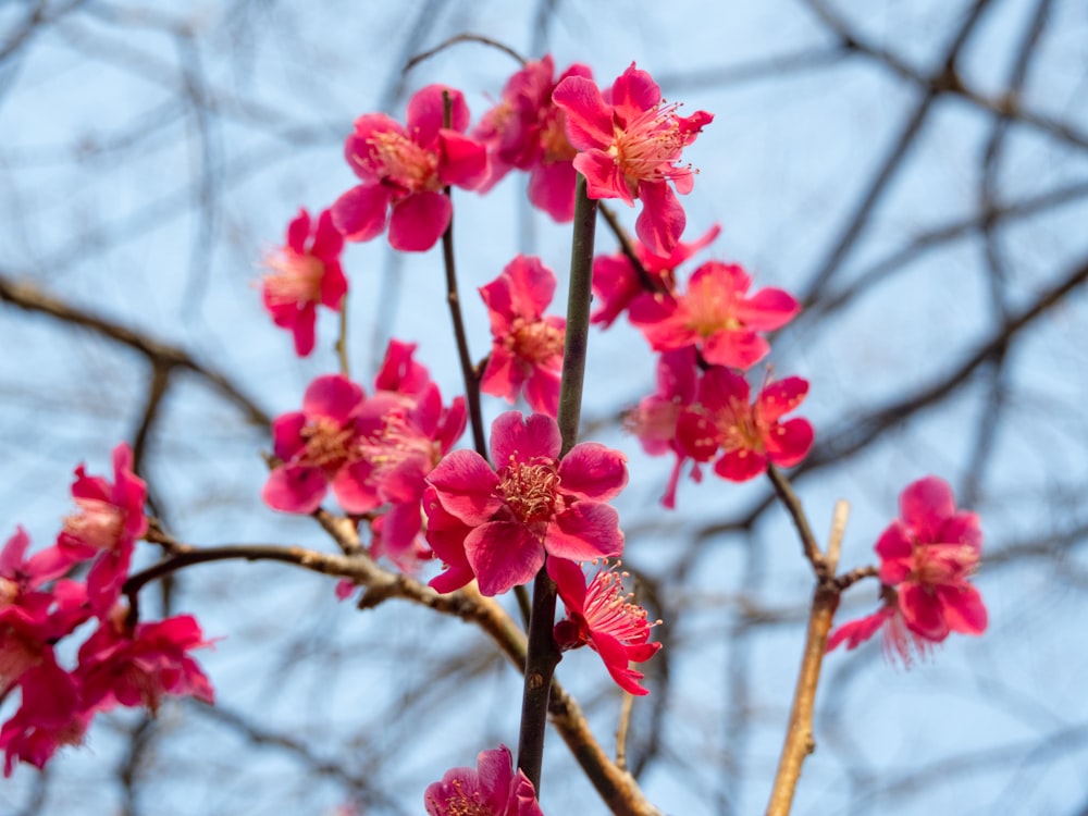 a branch of a tree with pink flowers