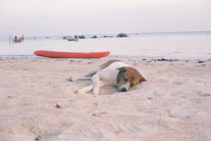 Koh Samui