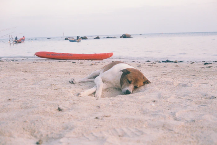 Pet Friendly Stays