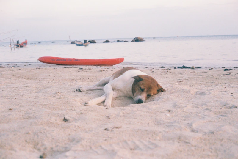 Best Pet-Friendly Hotels and Stays in Koh Samui for Travelers With Furry Companions