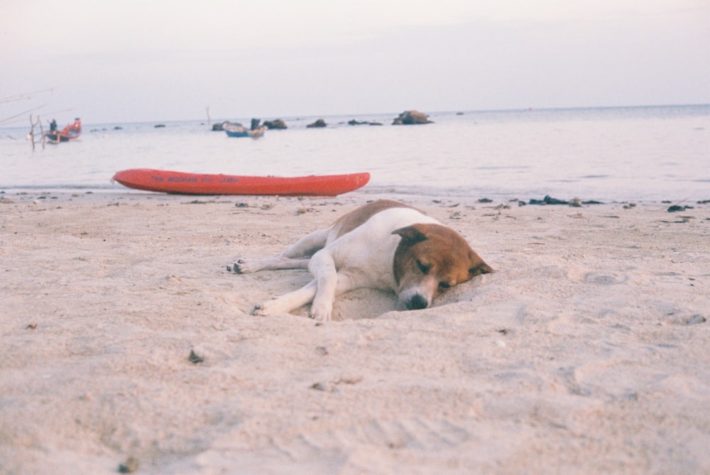 a brown and white dog laying on top of a sandy beach