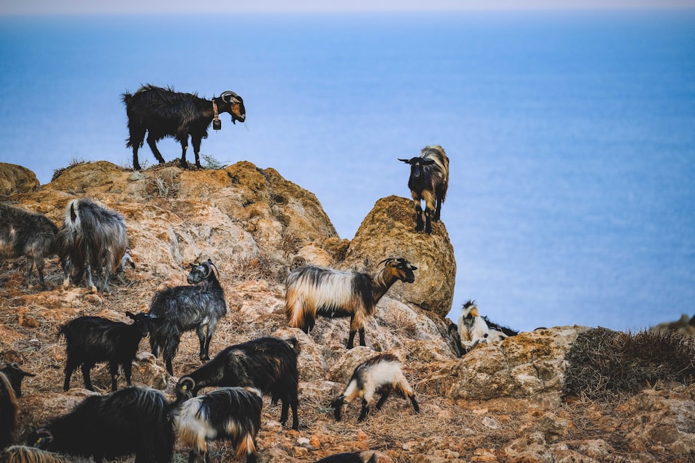 a herd of goats standing on top of a rocky hillside