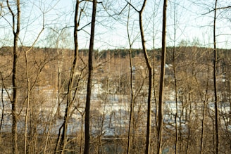 Bare trees with slender trunks stand close together in a winter landscape. A backdrop of a distant forest and patches of snow-covered ground is visible beyond the trees.