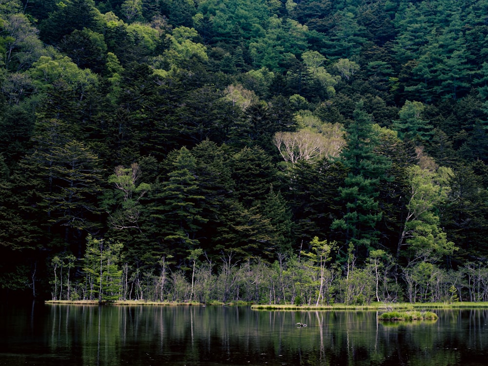 a body of water surrounded by a forest