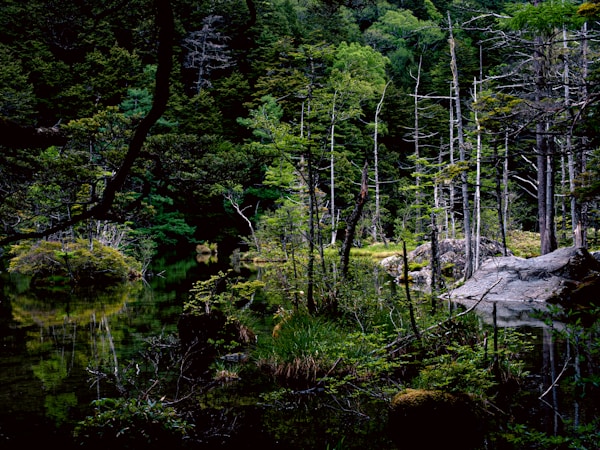 Exploring Kamikochi: Local Cuisine and Traditional Dishes