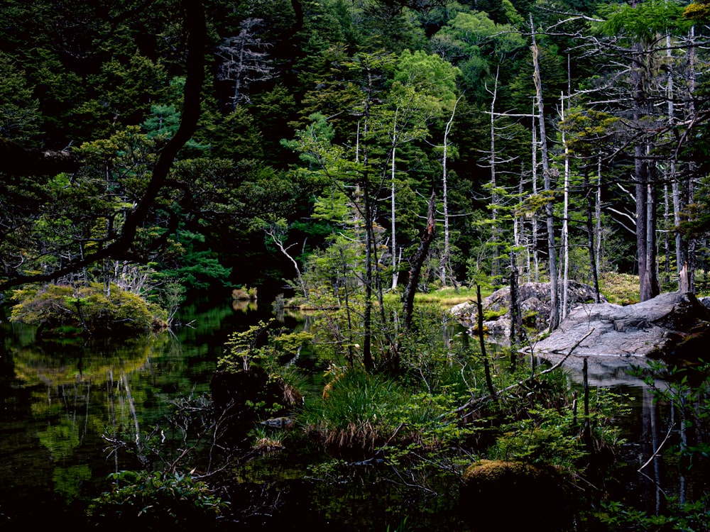 a group of giraffe standing on top of a lush green forest