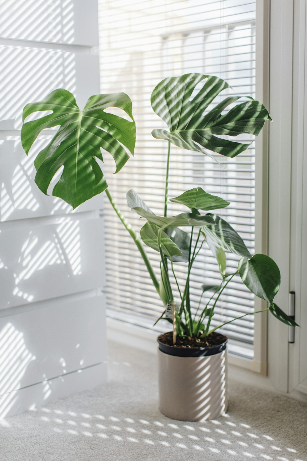 a houseplant in a pot next to a window