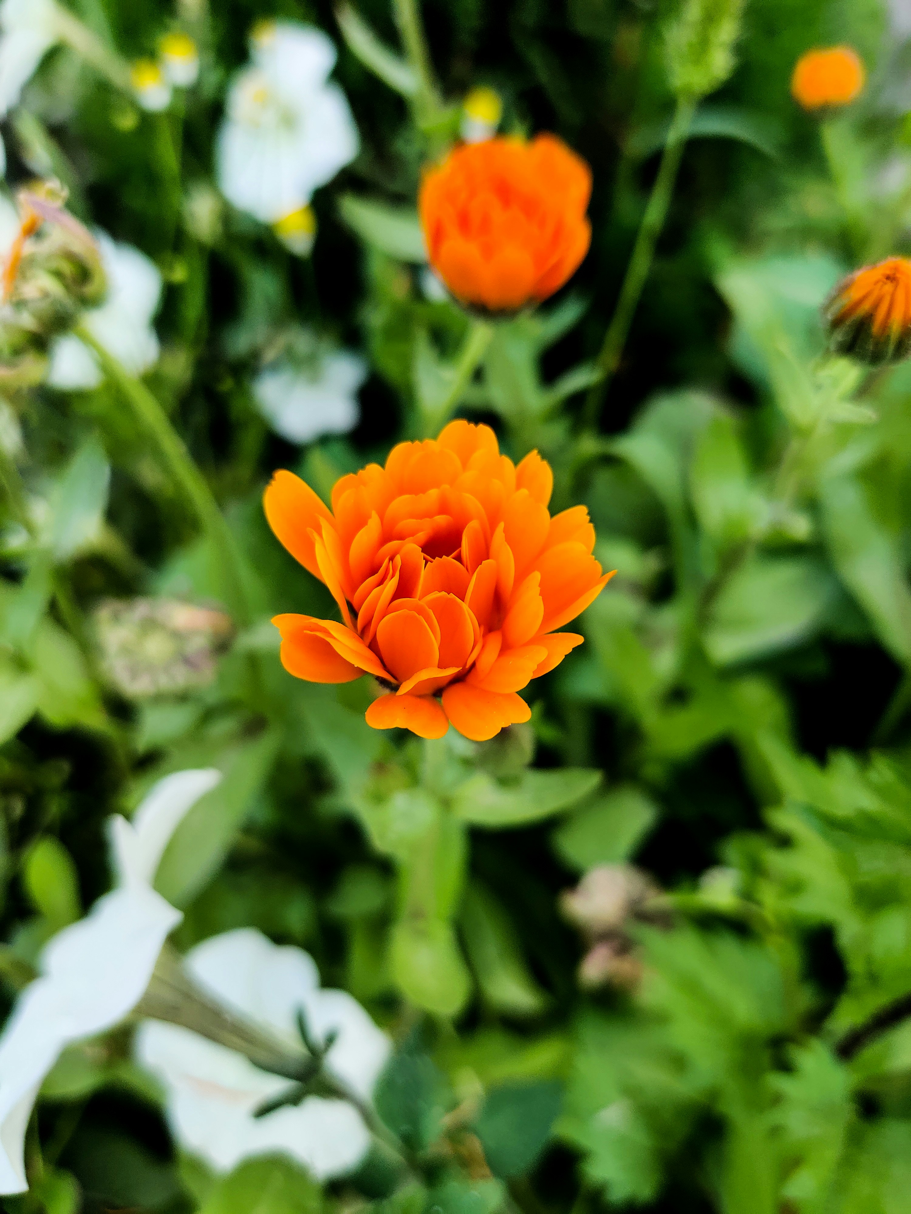 Photo by roopak_kujur46