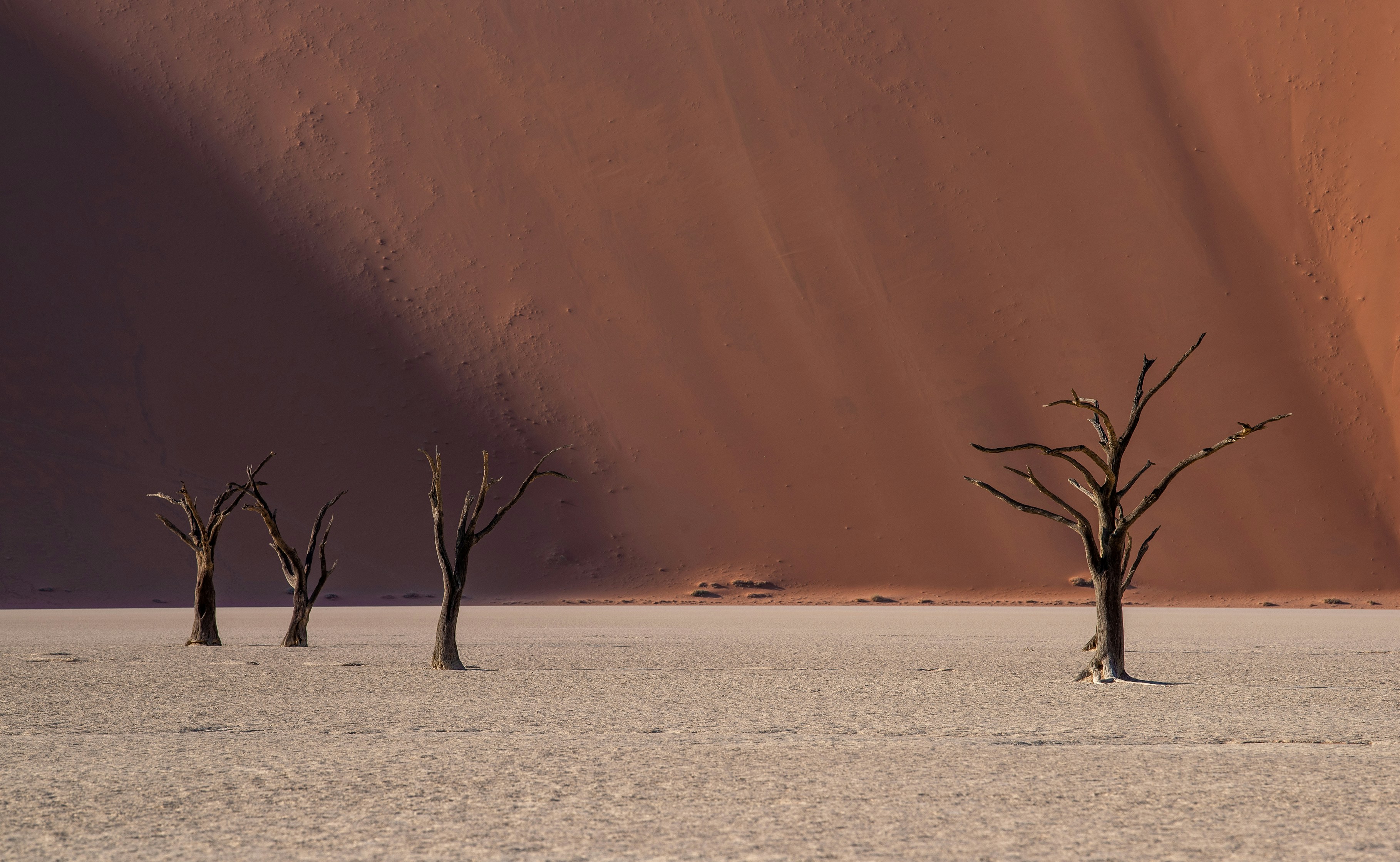 a group of dead trees standing in the middle of a desert, 