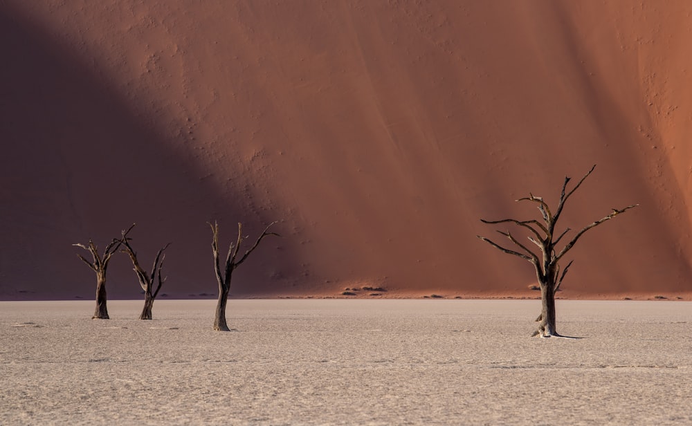 a group of dead trees standing in the middle of a desert