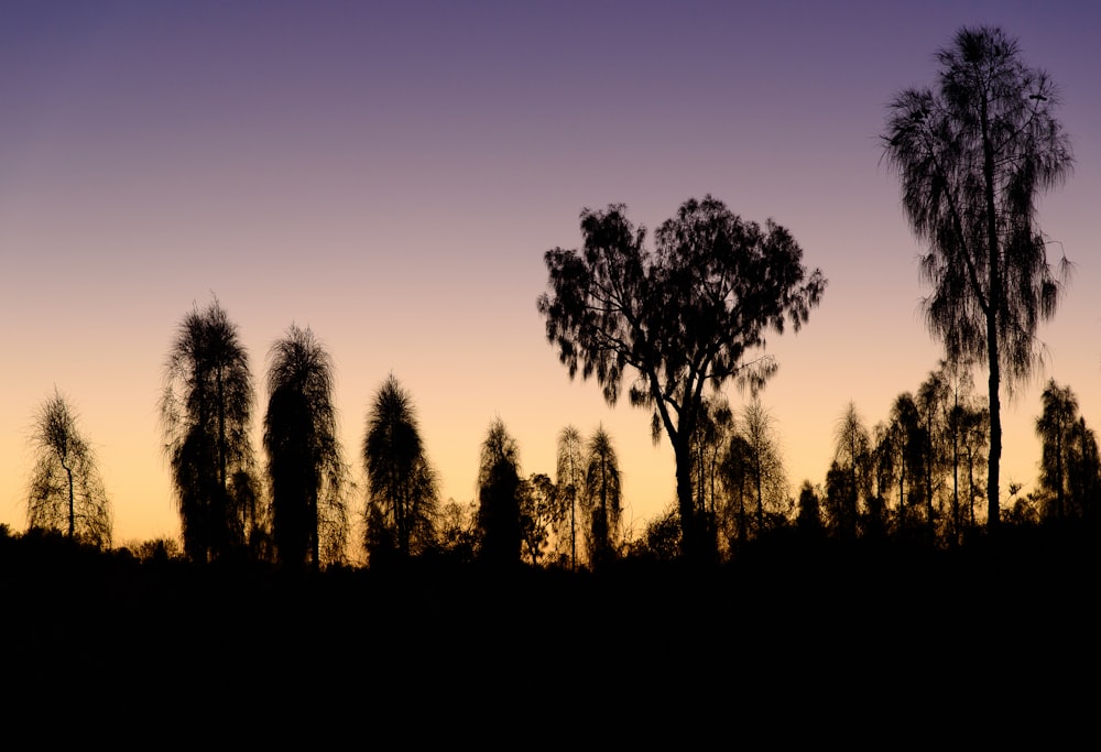 a group of trees silhouetted against a purple sky