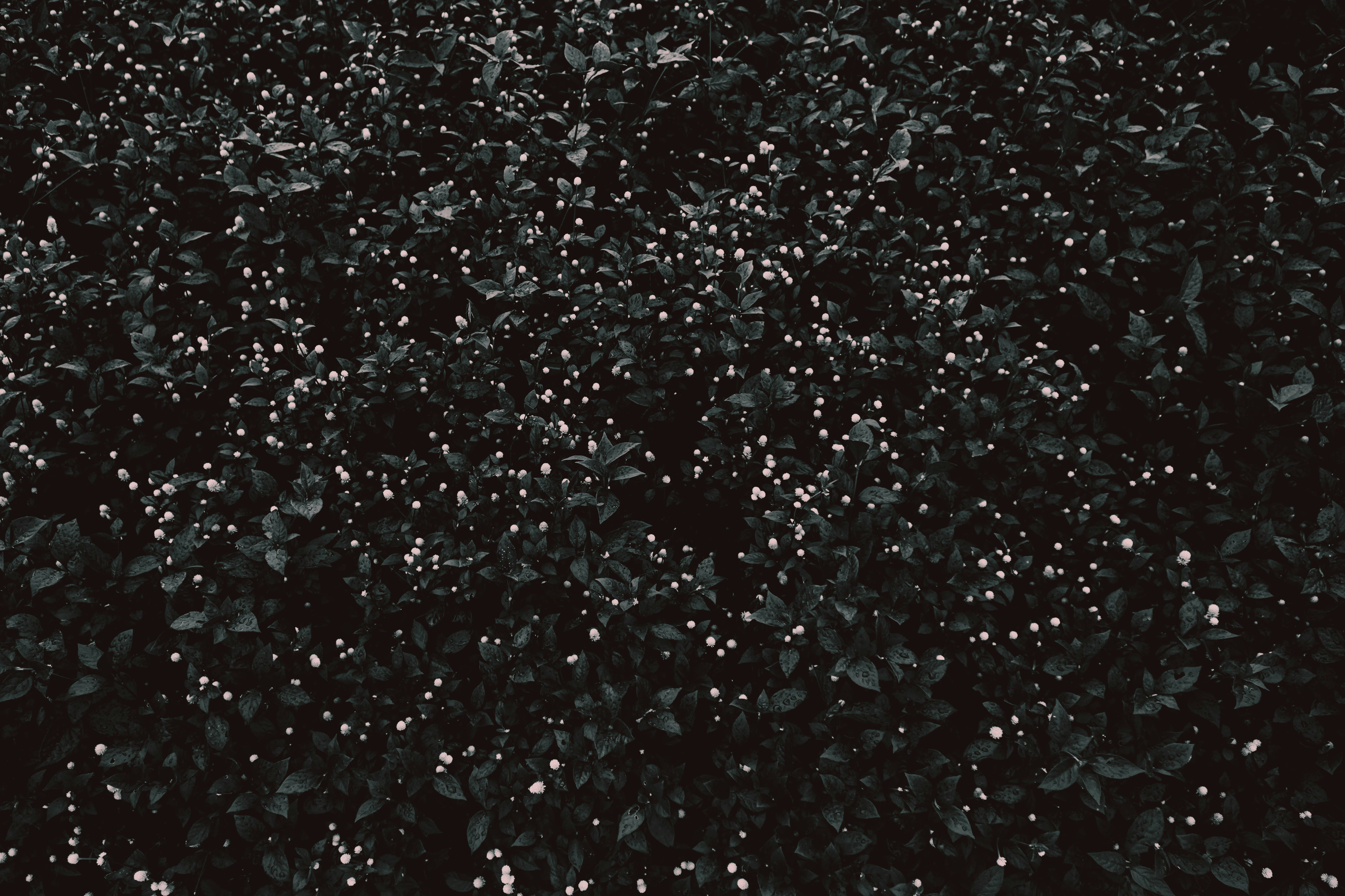 Photo by tex_forteetoo