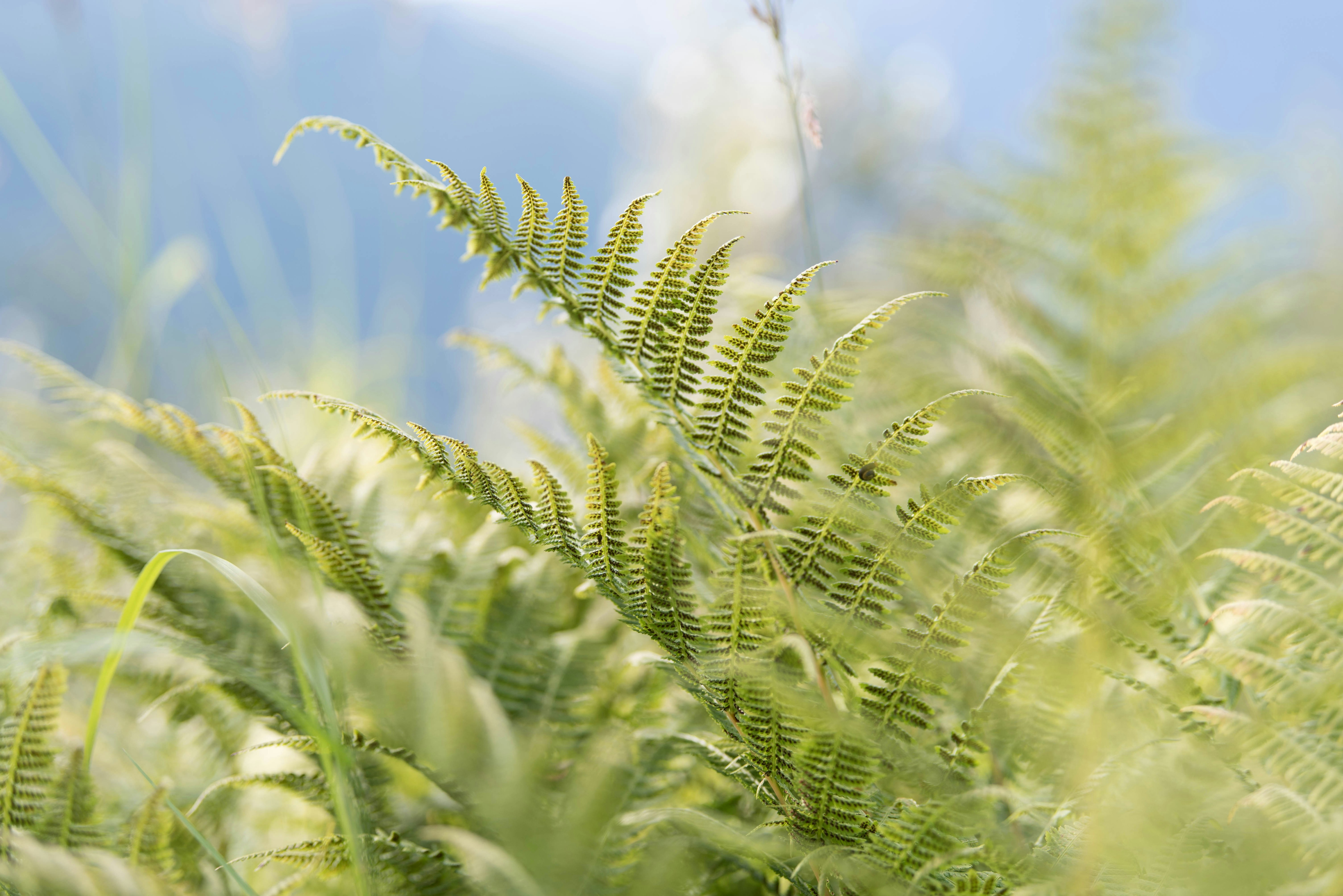 a close up of a plant with lots of green leaves