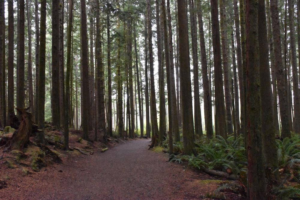 a path in the middle of a forest with lots of trees