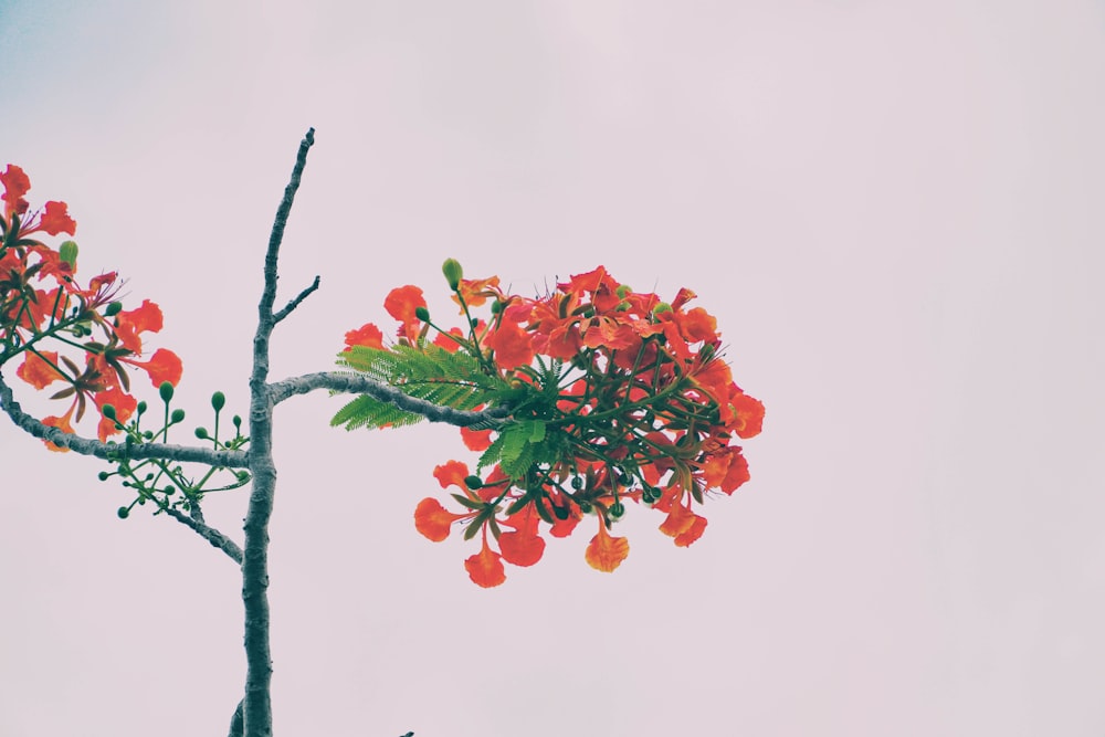 a tree branch with red flowers on it