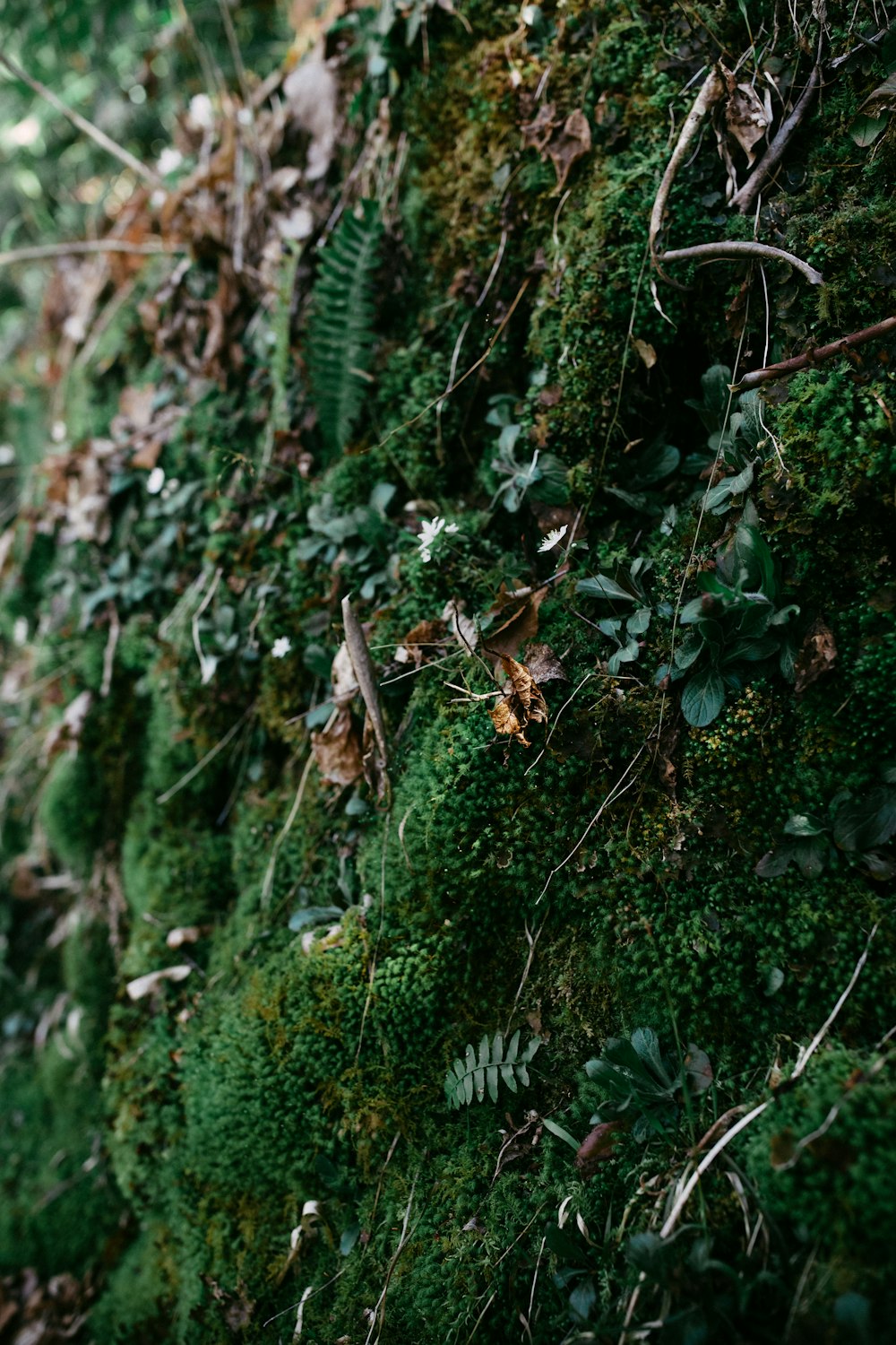 a wall covered in green moss and leaves