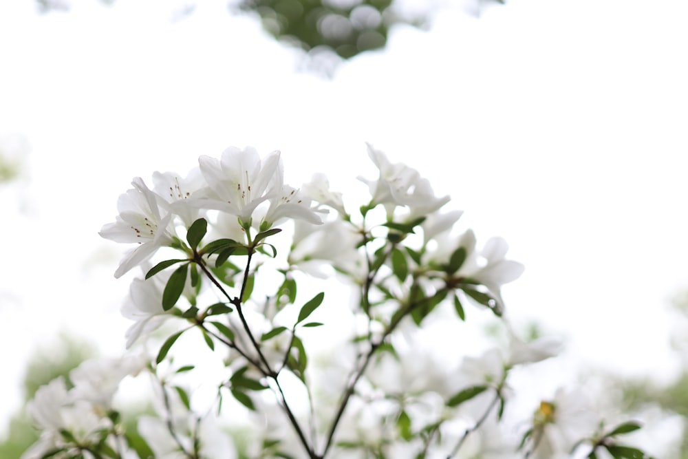 a close up of a tree with white flowers