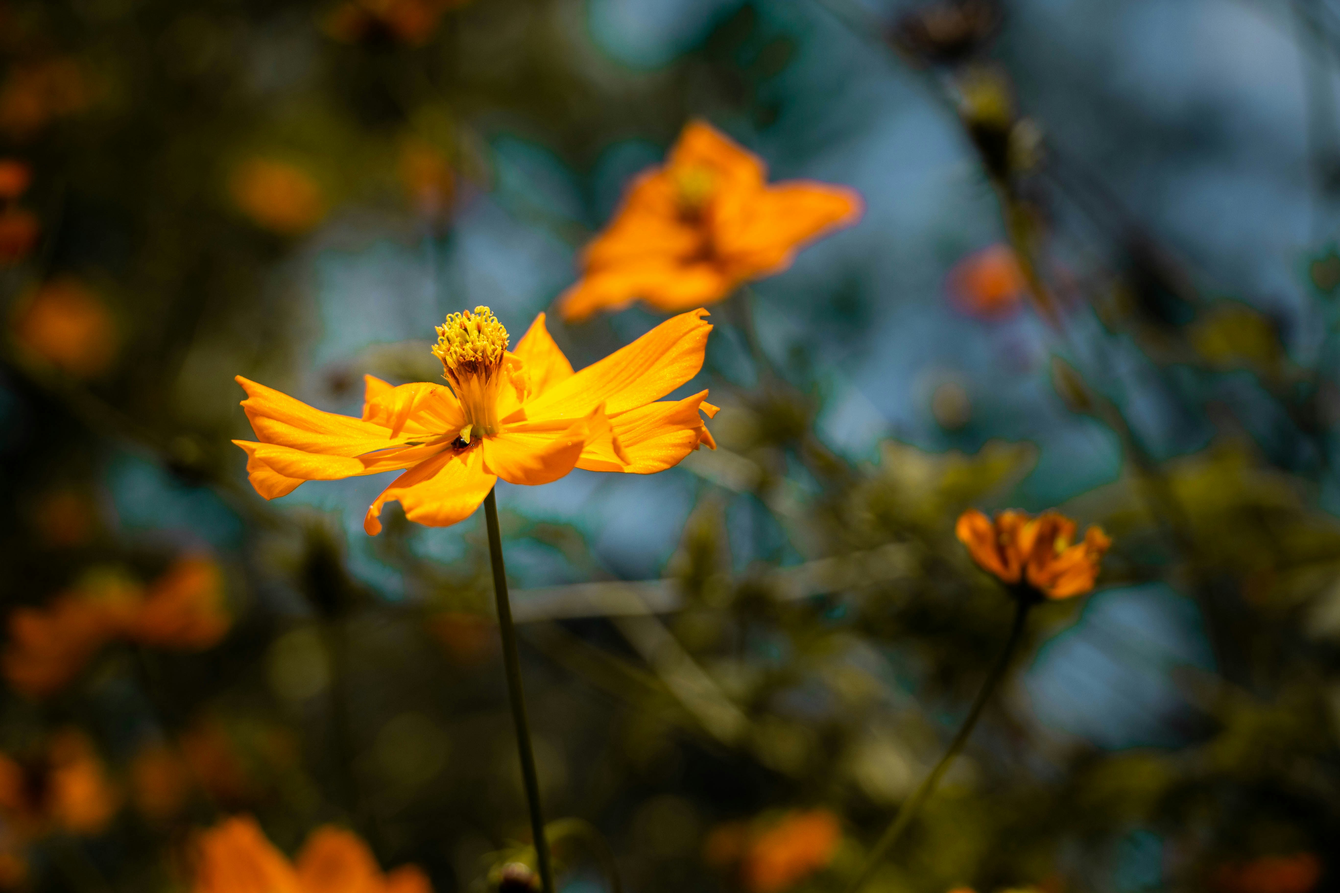 Photo by rishabh_mathew