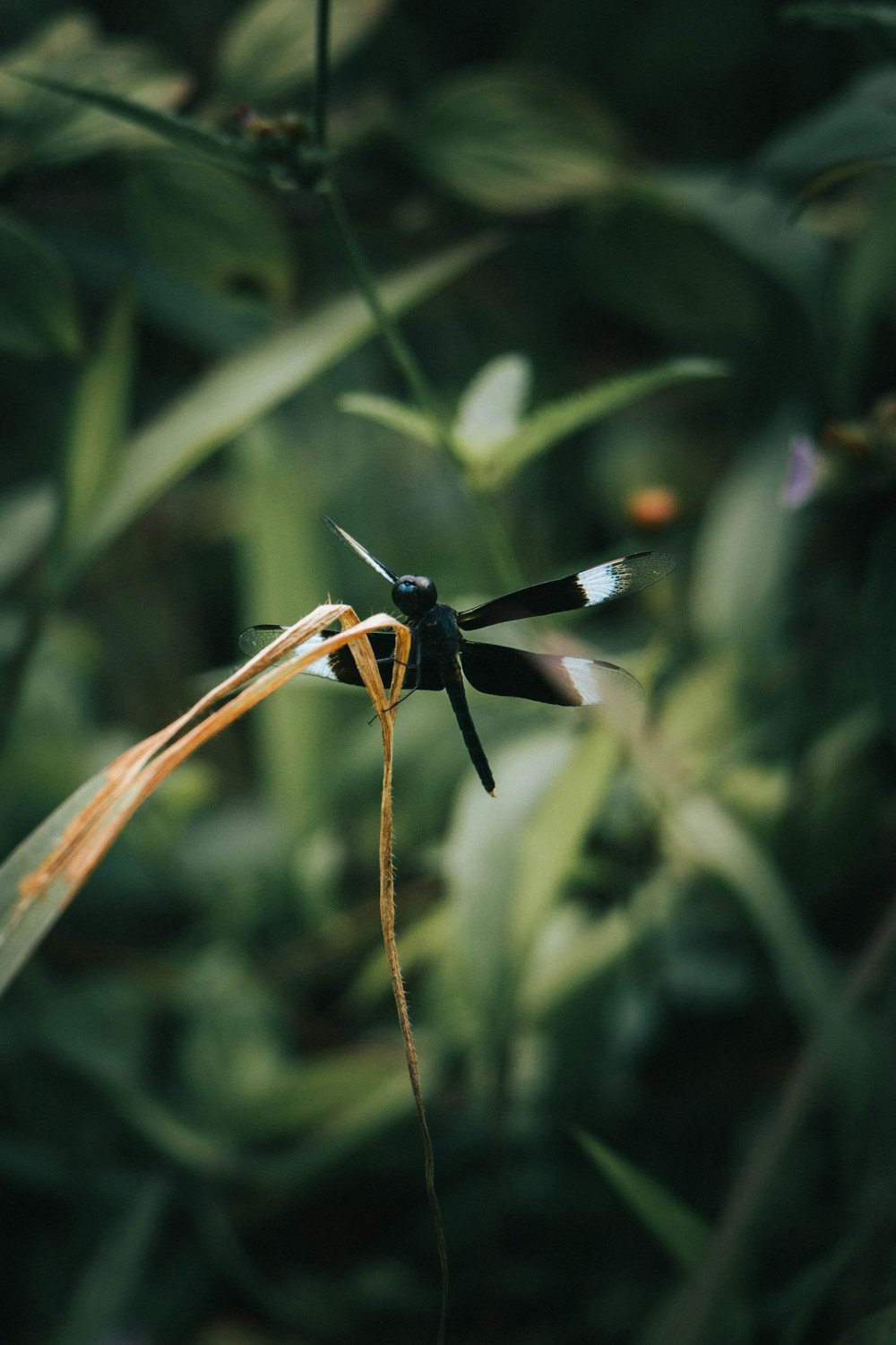 a black and yellow dragonfly sitting on top of a plant