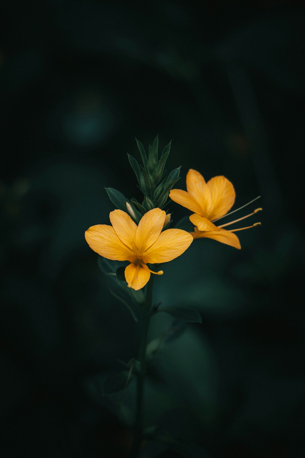 two yellow flowers with green leaves on a dark background