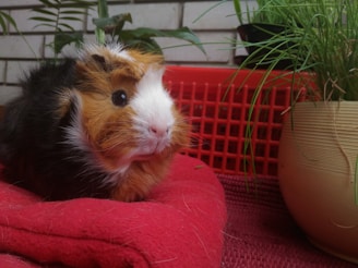 A guinea pig with a multicolored coat, featuring shades of brown, white, and black, is resting on a red blanket. Surrounding the animal are potted plants with green foliage, and the background consists of a brick wall and a red grid.