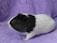 A guinea pig with black and white fur is sitting on a textured purple towel. The guinea pig is facing left, with its black fur covering the head and back, while the rest of the body is white.
