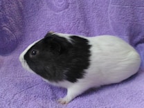 A guinea pig with black and white fur is sitting on a textured purple towel. The guinea pig is facing left, with its black fur covering the head and back, while the rest of the body is white.
