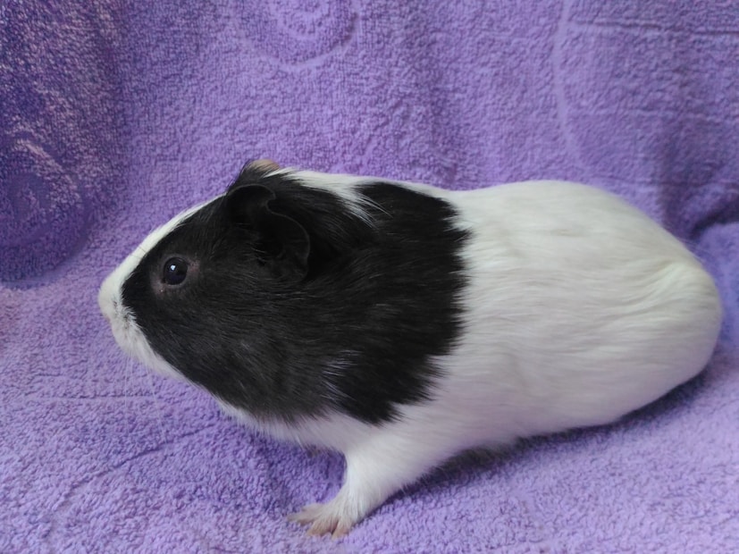 A guinea pig with black and white fur is sitting on a textured purple towel. The guinea pig is facing left, with its black fur covering the head and back, while the rest of the body is white.