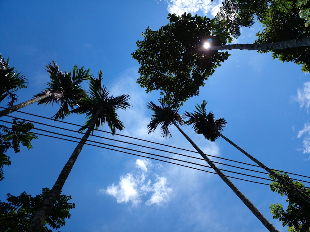 a group of palm trees standing next to each other