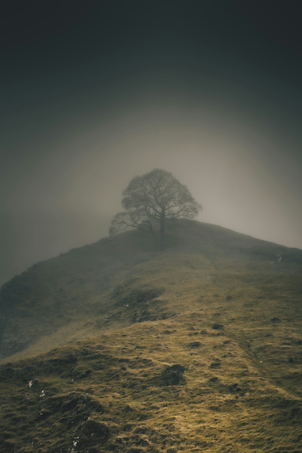 a lone tree sitting on top of a hill