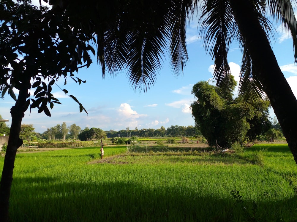 a lush green field surrounded by palm trees