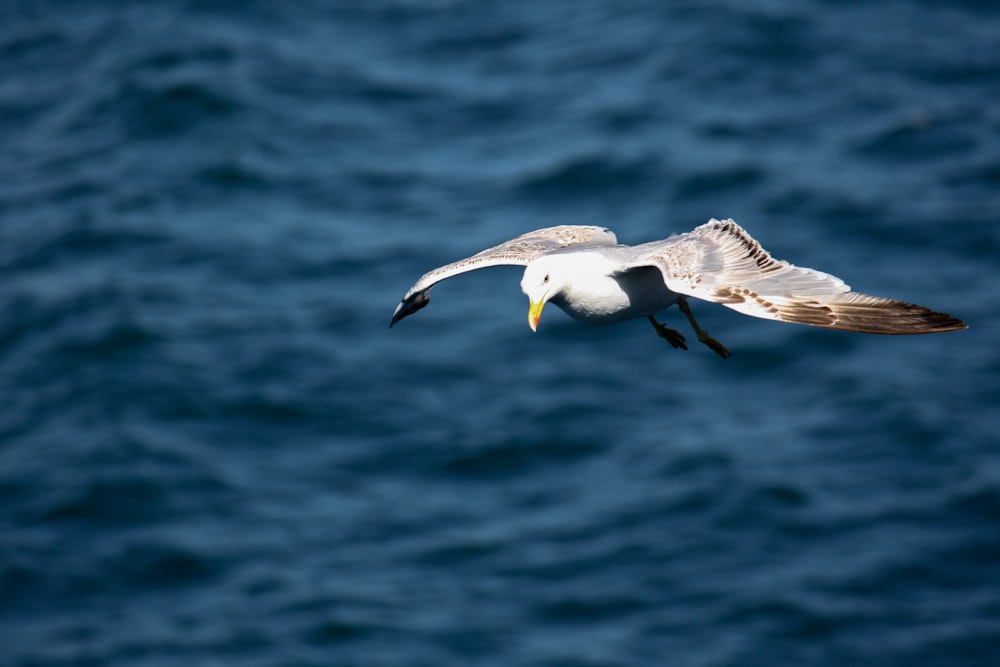 a seagull flying over a body of water