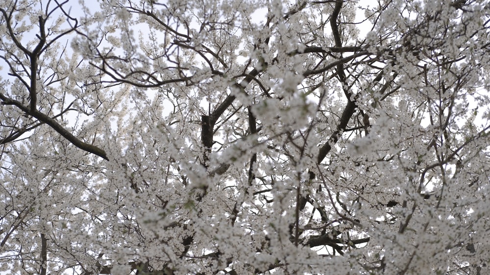 a tree with lots of white flowers on it