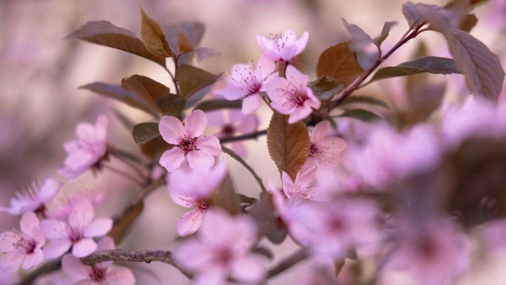 a close up of a branch with pink flowers