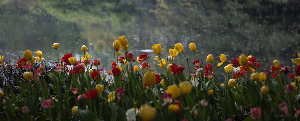 a bunch of flowers that are in the grass