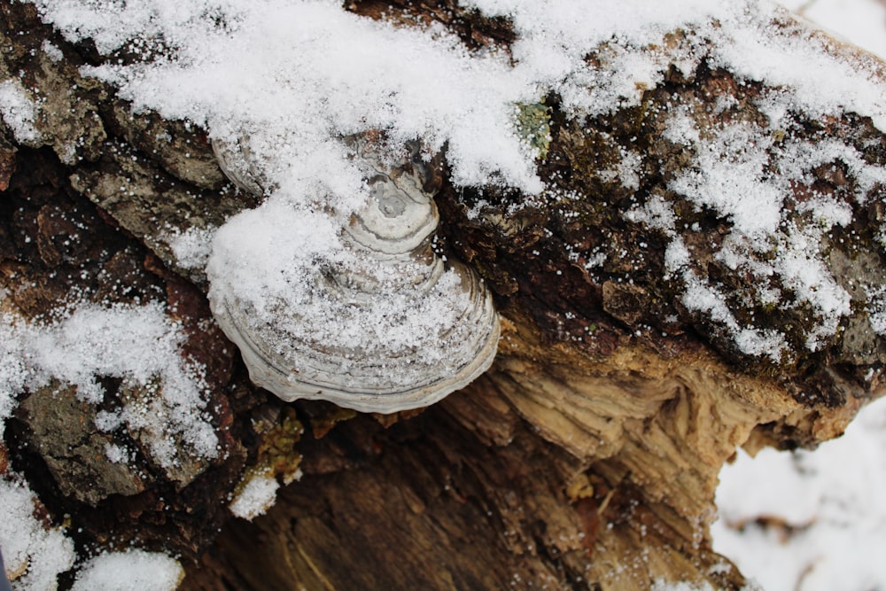 a close up of a tree stump with snow on it