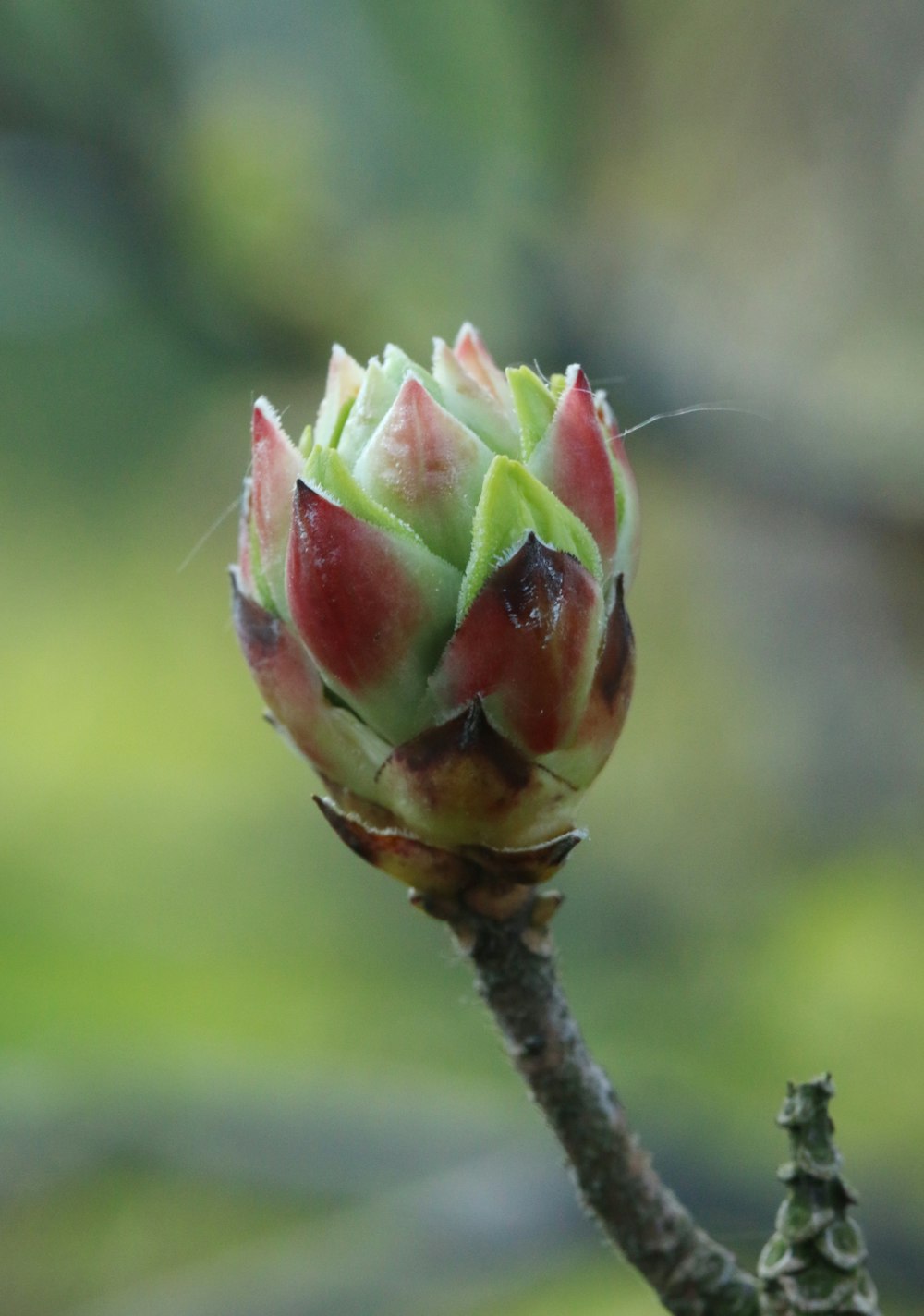 a close up of a flower bud on a tree branch