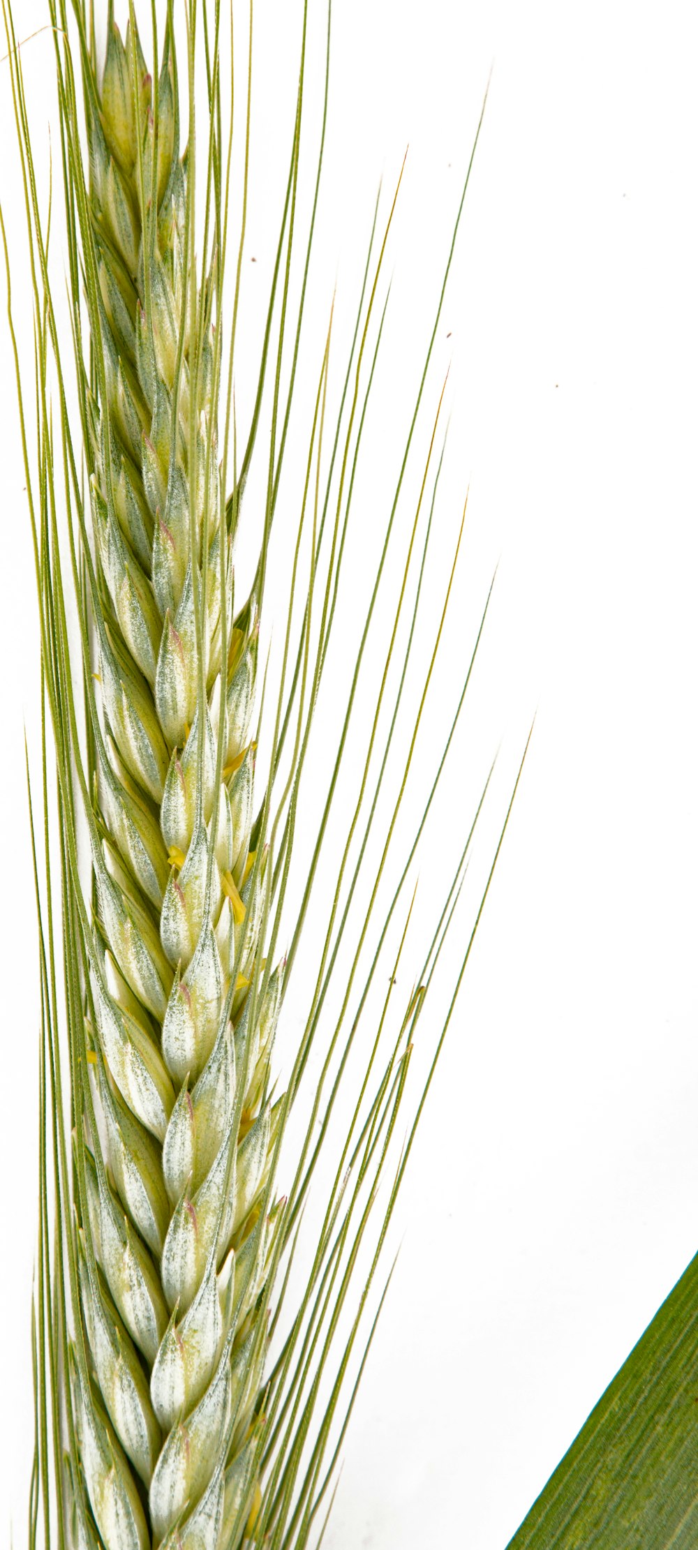 a close up of a plant with a white background