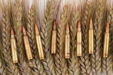 A series of rifle bullets are placed in a neat row against a backdrop of wheat stalks. The bullets have a shiny metallic appearance with a copper-colored tip, contrasting with the natural texture and color of the wheat.