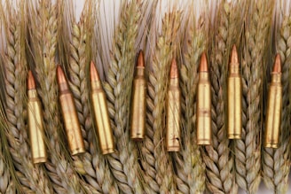 A series of rifle bullets are placed in a neat row against a backdrop of wheat stalks. The bullets have a shiny metallic appearance with a copper-colored tip, contrasting with the natural texture and color of the wheat.