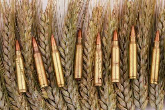 A series of rifle bullets are placed in a neat row against a backdrop of wheat stalks. The bullets have a shiny metallic appearance with a copper-colored tip, contrasting with the natural texture and color of the wheat.