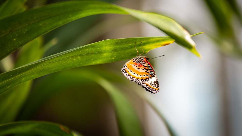 ein Schmetterling, der auf einem grünen Blatt sitzt