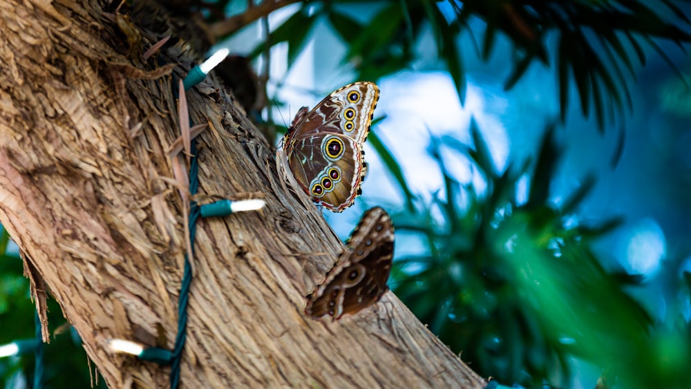 a butterfly sitting on top of a tree branch