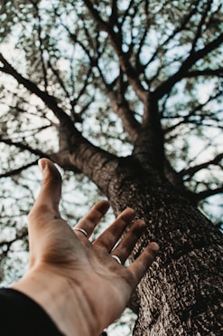 a person's hand reaching up to a tree