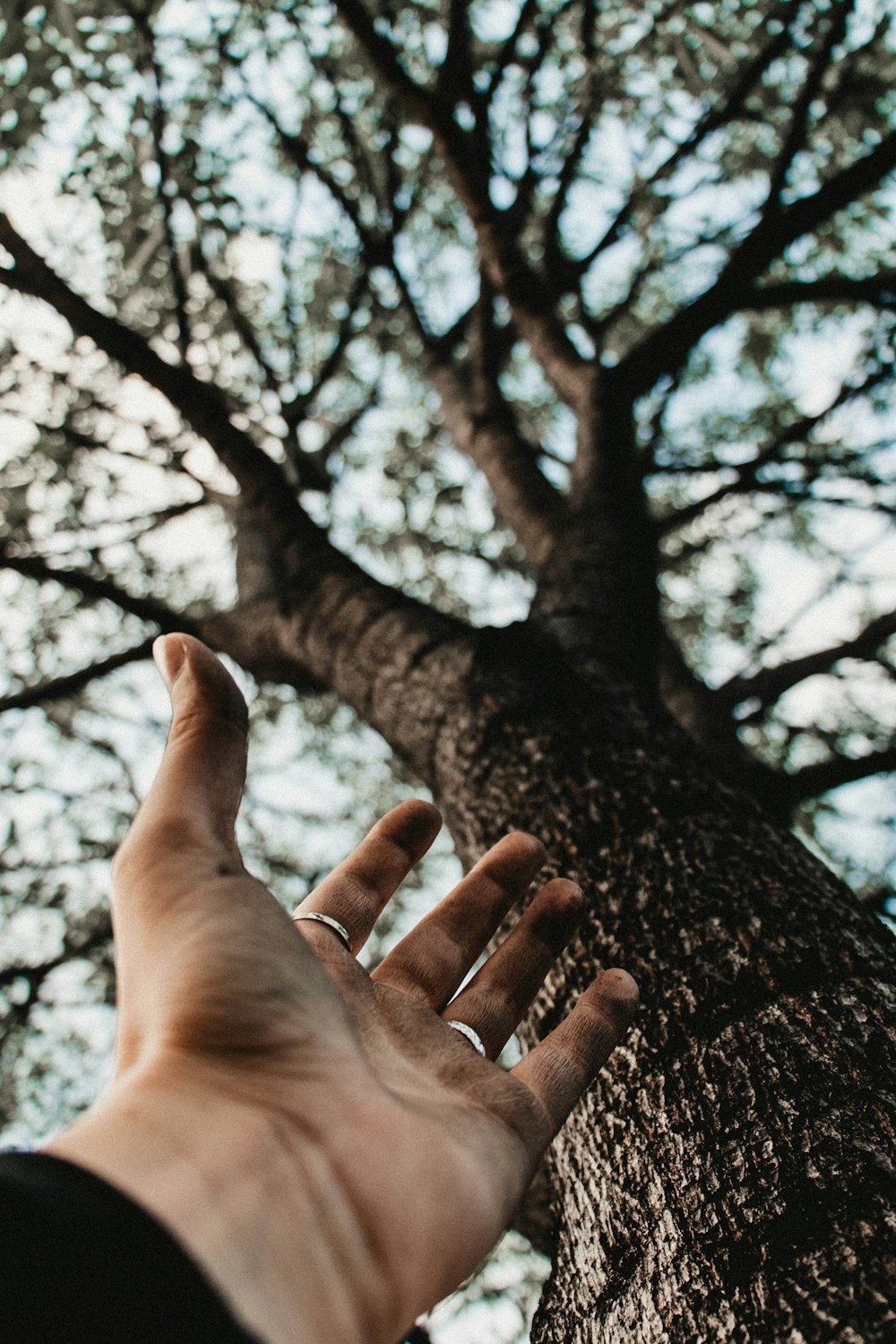 a person's hand reaching up to a tree