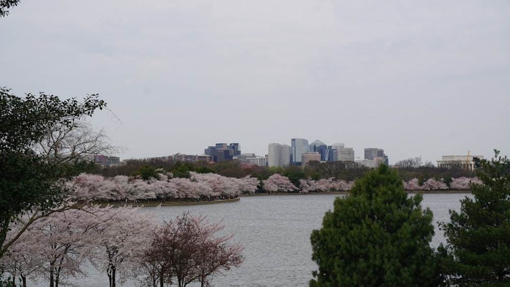 a large body of water surrounded by trees